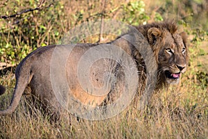 Male Lion in Kruger National Park