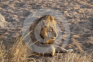 Male lion in kruger park south africa