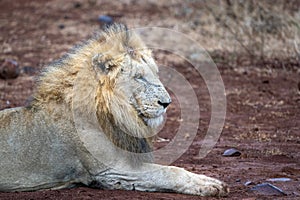 Male lion in kruger park south africa rady to hunt