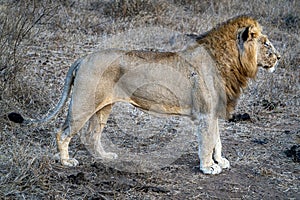 Male lion in kruger park south africa rady to hunt