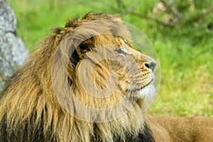 Male Lion with a large mane lying on a field