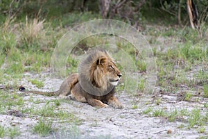 A male Lion in the late afternoon