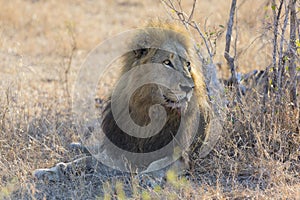 Male lion lay down resting on gras after eating