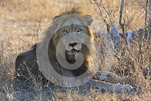 Male lion lay down to rest after eating