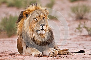 Male lion lay in kgalagadi