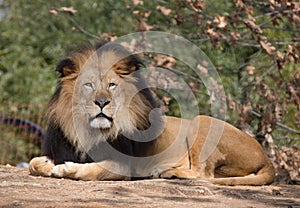 Male lion laying down.