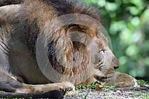 A male lion laying down resting his head on the ground in a lazy afternoon in the wild