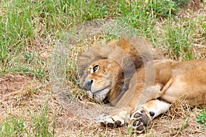 Male lion laying in grass, close up