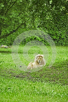 Male lion laying in the grasslandss