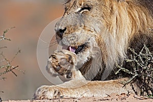 Male lion leaking his paw