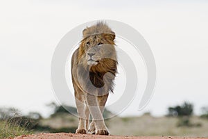 Male lion (leo panthera)