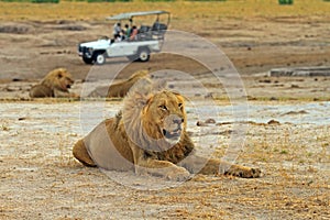 Large African Male Lion resting on the plains with a safari truck in the background, hWANGE nATIONAL park
