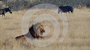 Male lion lick tongue zebras Etosha Namiba