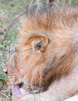 Male lion licking front legs