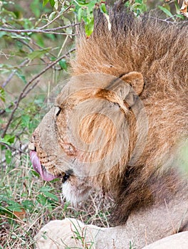 Male lion licking his lips