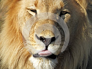 Male Lion Licking his lips
