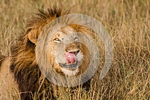 Male Lion licking his lips in the Masai Mara