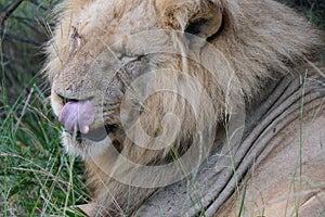 Male lion licking his nose and lips