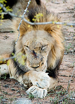 Male Lion licking his wounds