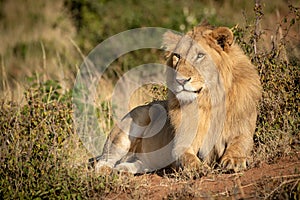 Male lion lies in bushes with catchlight photo