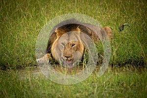 Male lion lies drinking from water hole