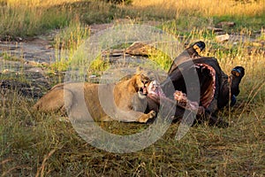 Male lion lies feeding on buffalo carcase
