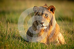 Male lion lies in grass with catchlight