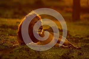 Male lion lies on grass at sunrise photo