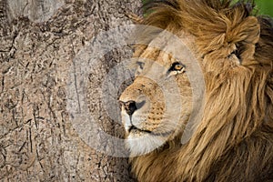 Close-up of male lion by scratched trunk