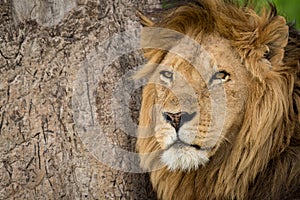 Close-up of male lion by scratched tree