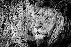 Mono close-up of male lion beside tree