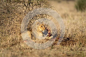 Male lion lies with kill under bush