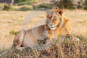 Male lion lies on mound with catchlight