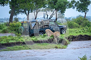 Male lion lies on riverbank by jeep photo