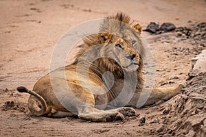 Male lion lies on sand eyeing camera