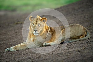 Male lion lies on slope eyeing camera