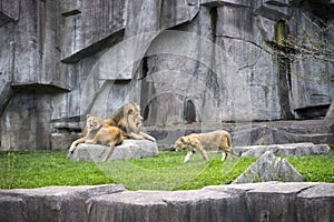 Male Lion, Lioness, Cub Wildlife, Modern Zoo Cage