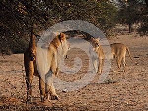 Male lion with a lioness marking its territory