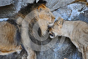 A male lion and a lioness socialising