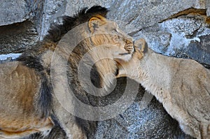 A male lion and a lioness socialising