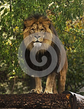 Male lion looking