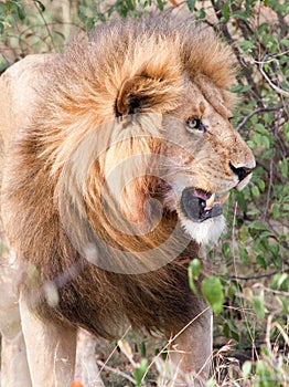 Male lion looking into bushes showing sharp teeth