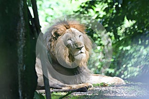 A male lion looking into at the camera in a lazy afternoon in the wild