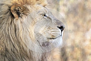 Male Lion looking in distance, on savannah, close-up
