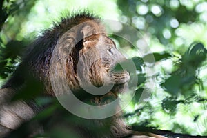 A male lion looking into the horizon in a lazy afternoon in the wild