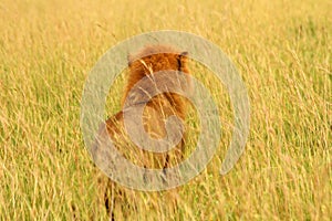 Male Lion Looks Into Grassy Savannah from Behind