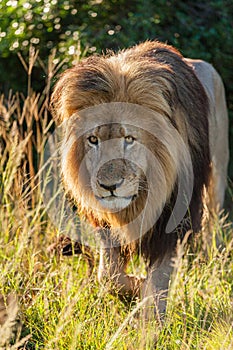 Male lion lurking through the grass