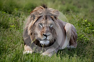 Male lion lurks in grass, showcasing natural beauty and strength