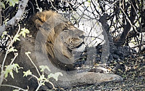 Male lion lying in Chobe national park
