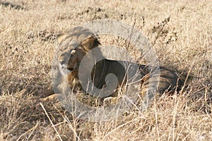 Male Lion Lying Down